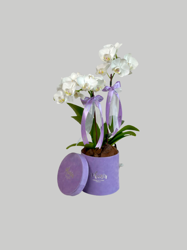 Orchid Mini - Lilac Box