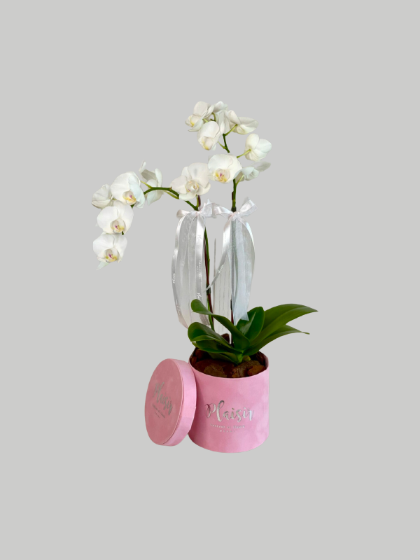 Orchid Mini - Pink Box