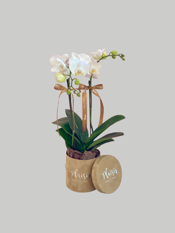 Orchid Mini - Tan Box