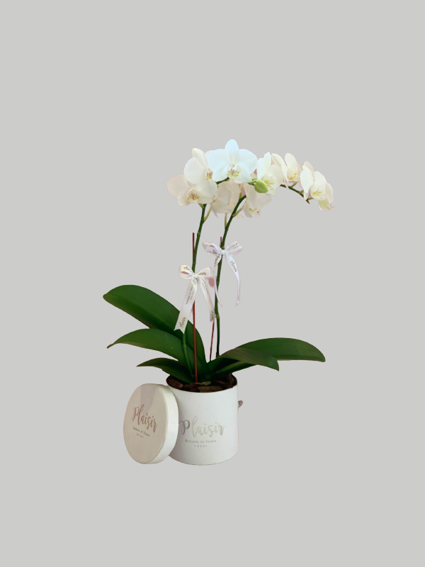 Orchid Mini - White Box