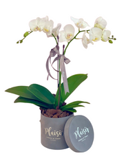 Mini Orchids in Velvet Box