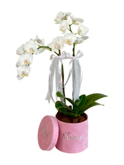 Mini Orchids in Velvet Box
