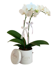 Mini Orchids in Velvet Box