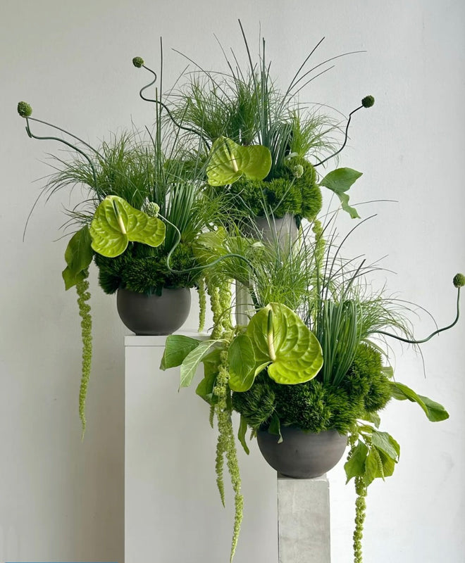 Anthurium