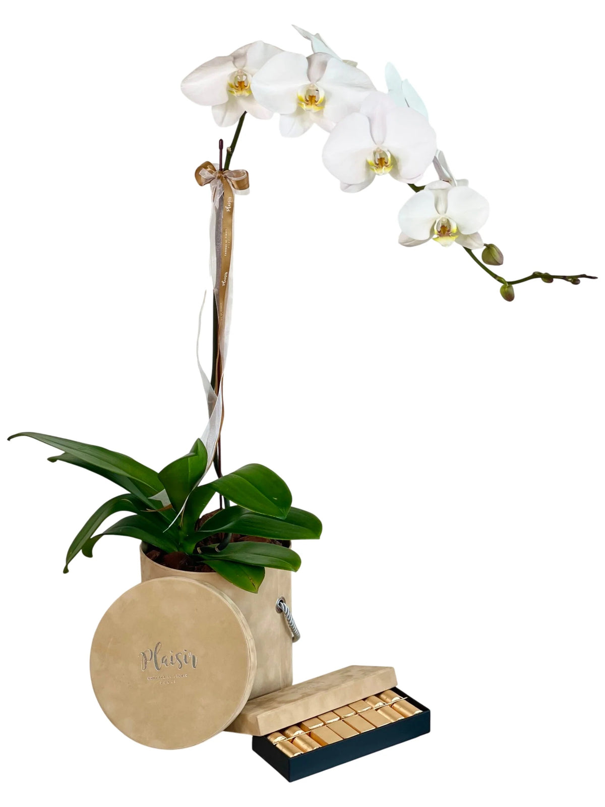 Orchid with Chocolates