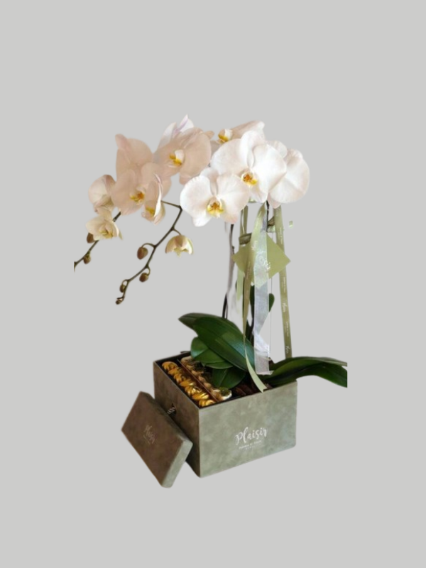 Velvet Chocobox - Double Orchids