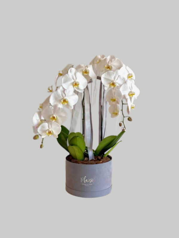 Orchids Double Cloche - White on Grey