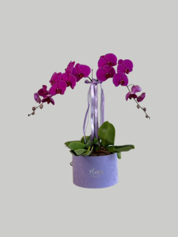 Orchids Double Cloche - Purple on Lilac