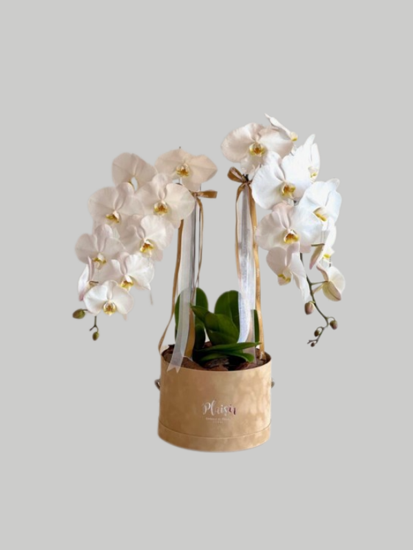 Orchid Double Cloche - White on Tan