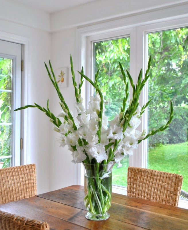 Gladiolus