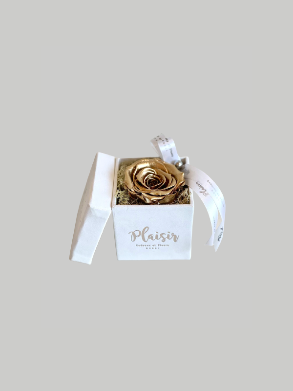 Forever Rose Infinity - Single Gold on White