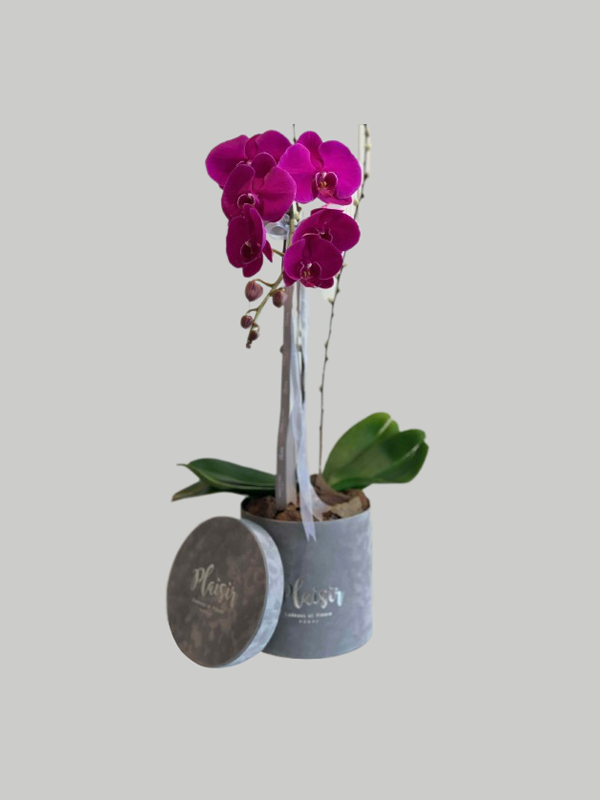 Orchid Single Note - Purple on Grey