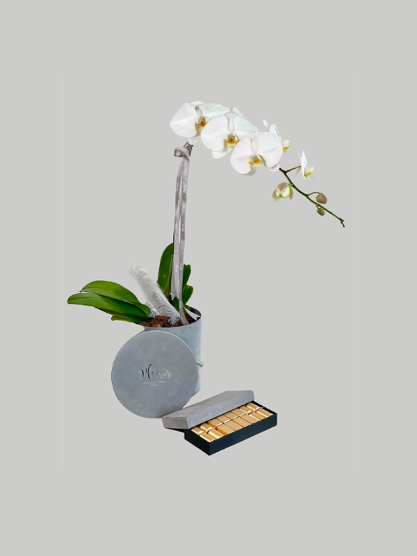 Orchid Single with Chocolates - White on Grey