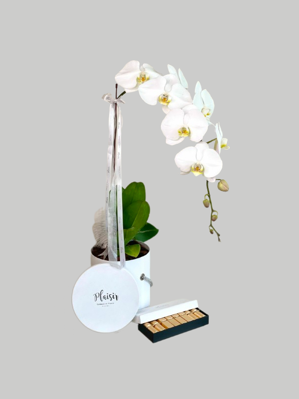 Orchid Single with Chocolates - White on White