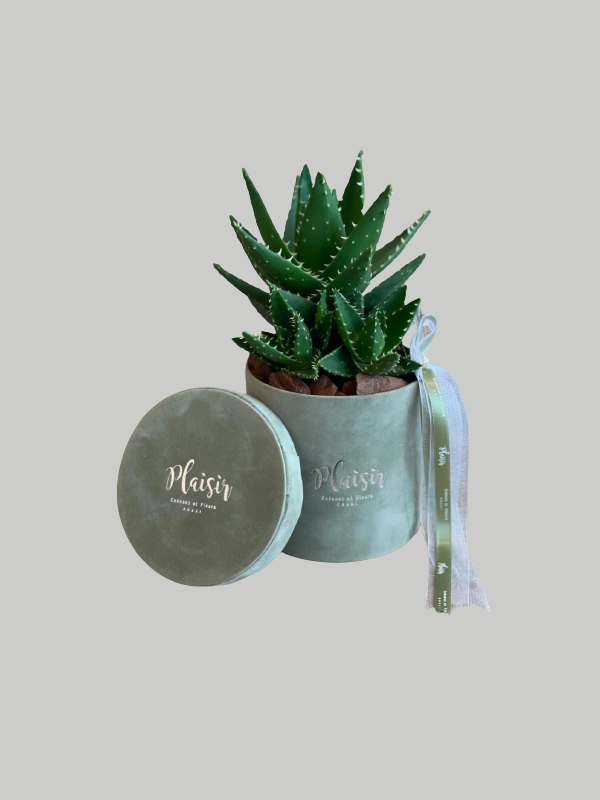 Succulents - Miniature Succulents