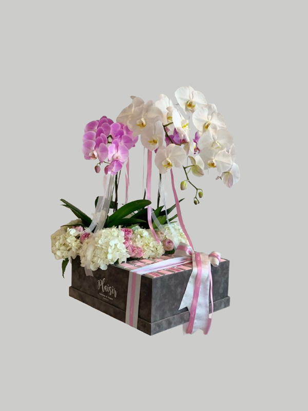 Velvet VIP Box - Luxury Orchids, Hydrangeas and Chocolates