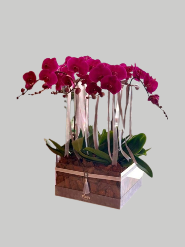 Orchids Acrylic VIP Box - Purple