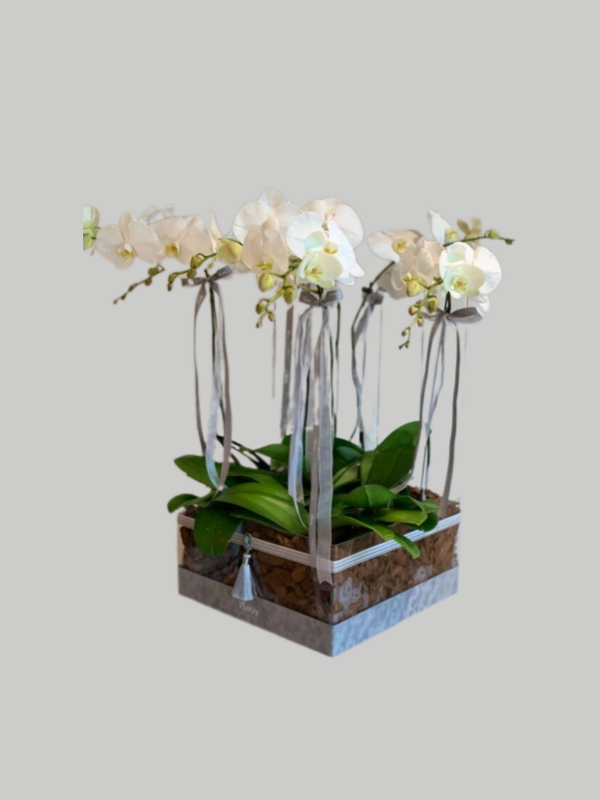 Orchids Acrylic VIP Box - White