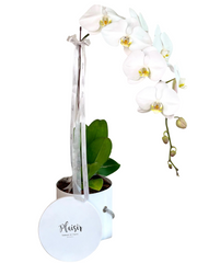 Orchid in Velvet Box