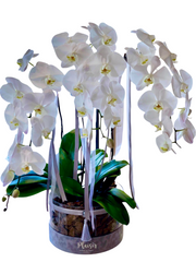 Orchids in Acrylic Round Box