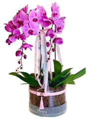 Orchids in Acrylic Round Box