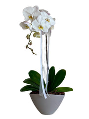 Orchid in Grey Vase