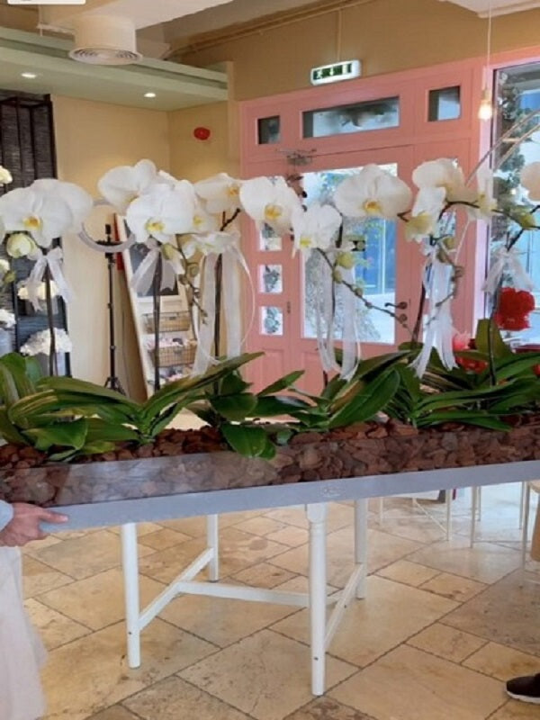 Orchids Acrylic - VVIP Box