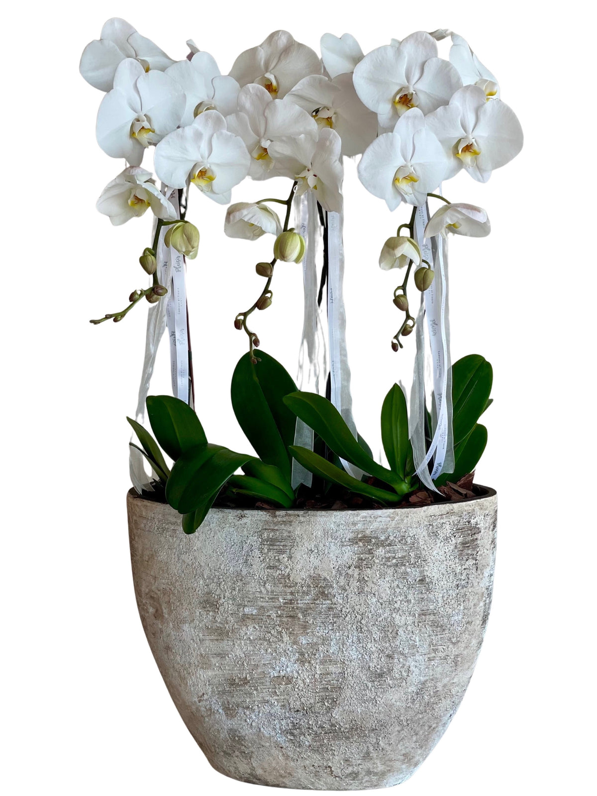 Luxury Orchids in XL Rustic Vase