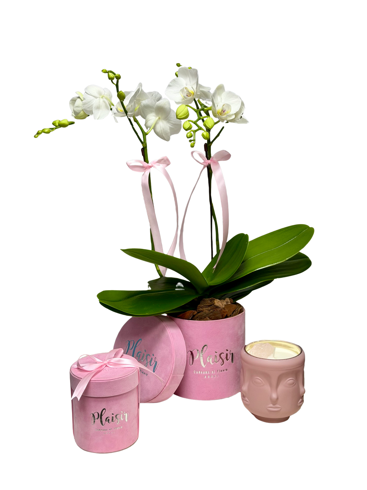 Mini Orchid Giftset in Pink