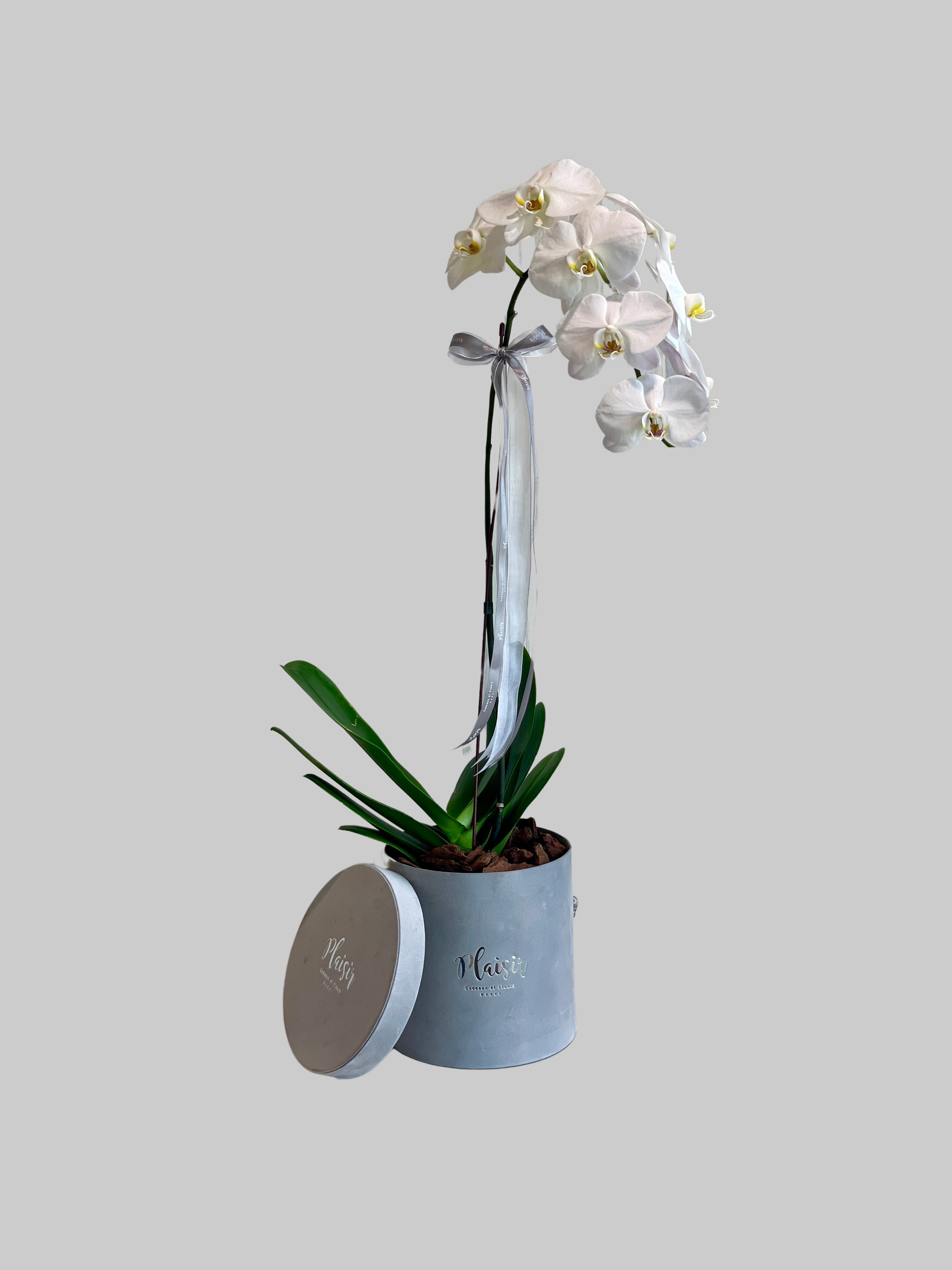 Orchid Single Note - White on Grey