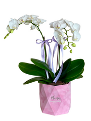 Mini Orchids in Crinkle Velvet Box