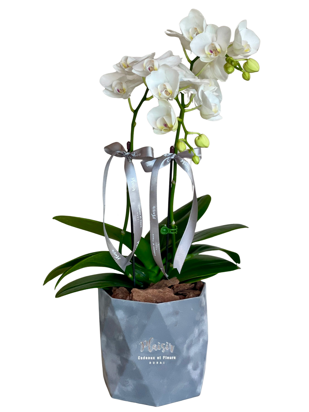 Mini Orchids in Crinkle Velvet Box