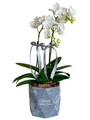 Mini Orchids in Crinkle Velvet Box