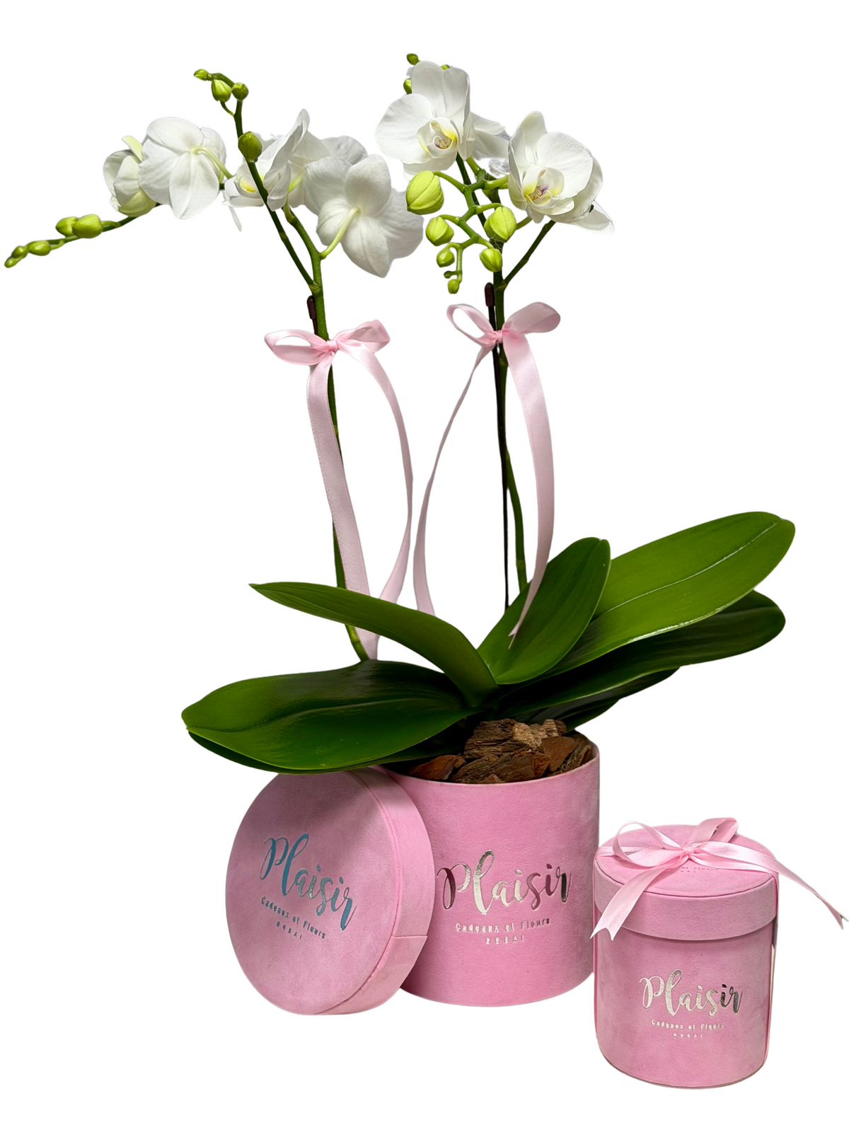 Mini Orchid & Chocolates in Pink