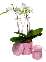 Mini Orchid & Chocolates in Pink