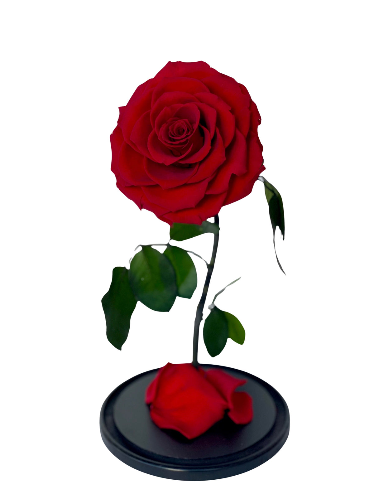 Forever Rose Infinity - Beauty & The Beast