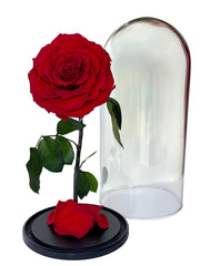 Forever Rose Infinity - Beauty & The Beast