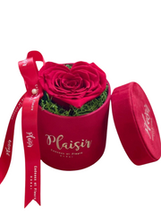 وردة إلى الأبد إنفينيتي - قلب واحد