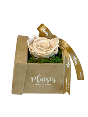 Forever Rose Infinity - Single Tan on Tan